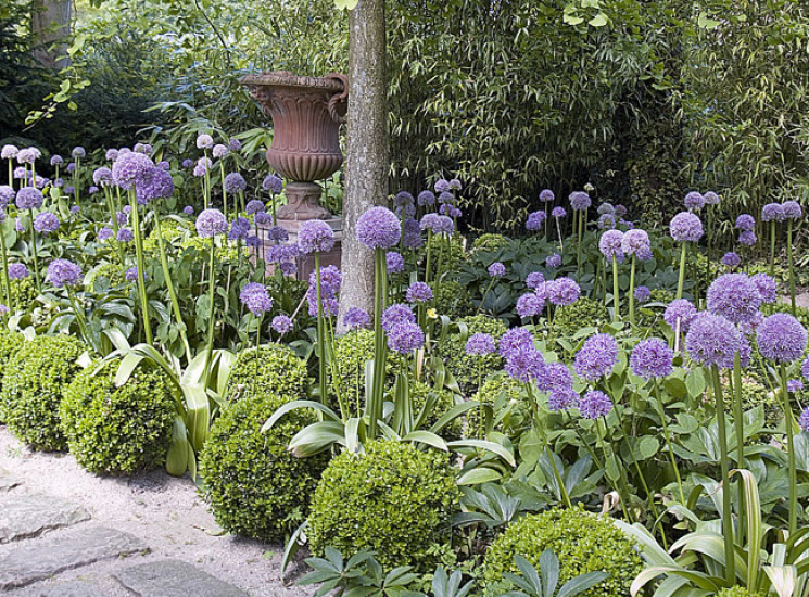 De l’ail d’ornement dans son jardin !