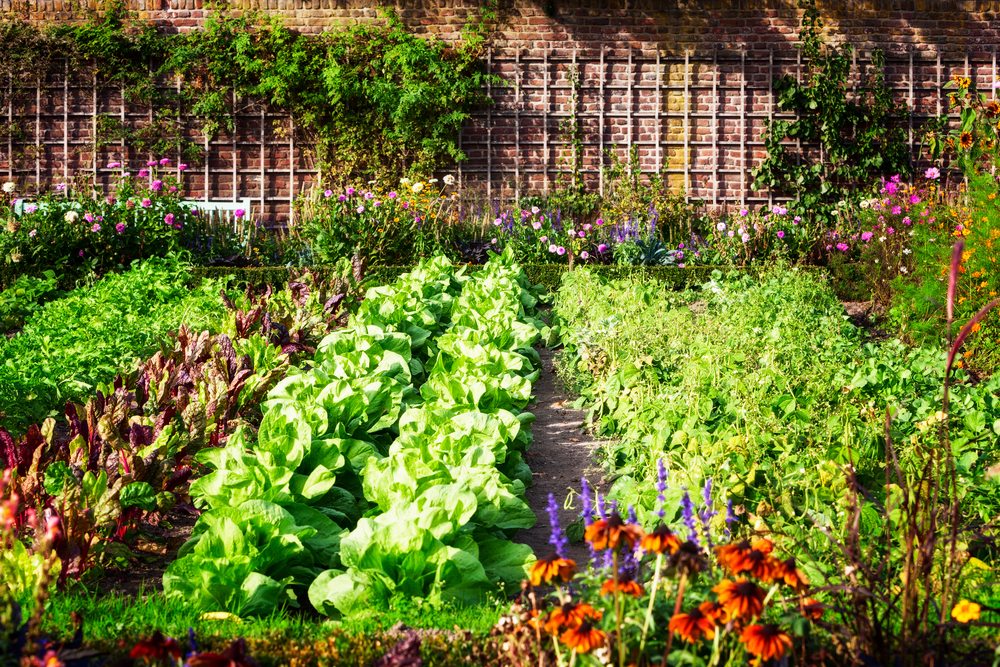 Astuces pour bien réussir un potager